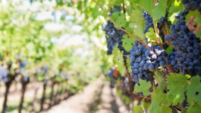 El turismo del vino atrae a más de 1,5 millones de personas al año