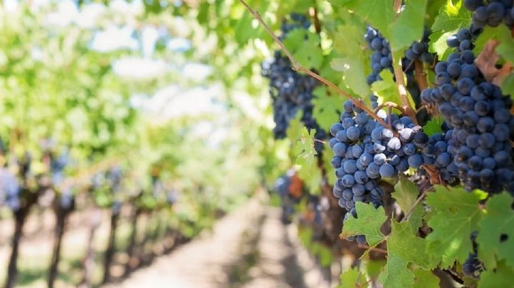 El turismo del vino atrae a más de 1,5 millones de personas al año