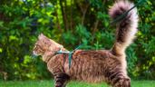Foto ilustrativa de la nota titulada: ¿Se debe pasear a los gatos? 