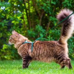 ¿Por qué se dice que los gatos eligen a sus dueños? 