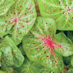 Caladium: secretos para un follaje vibrante