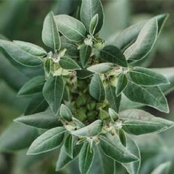 Qué es la Ashwagandha y cómo ayuda a combatir el insomnio