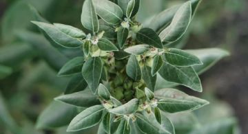 Qué es la Ashwagandha y cómo ayuda a combatir el insomnio