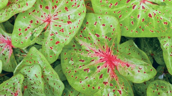 Caladium: secretos para un follaje vibrante