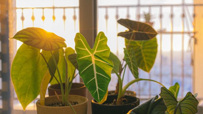 Caladium: secretos para un follaje vibrante