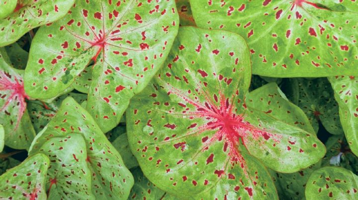 Caladium: secretos para un follaje vibrante