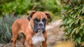 Foto ilustrativa de la nota titulada: ¿Los perros sienten temblores antes de que pasen?