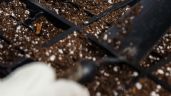 Foto ilustrativa de la nota titulada: Perlitas: el secreto para un jardín perfecto