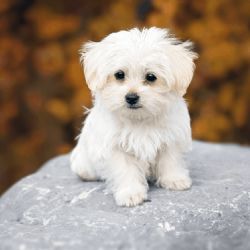 Cinco razas de perros que "detectan el estrés" y ayudan a calmar la ansiedad