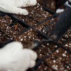 Perlitas: el secreto para un jardín perfecto