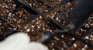 Perlitas: el secreto para un jardín perfecto