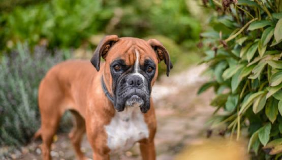 ¿Los perros sienten temblores antes de que pasen?