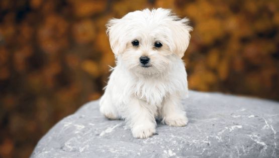 Cinco razas de perros que "detectan el estrés" y ayudan a calmar la ansiedad