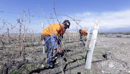 El nuevo subsidio del Gobierno para trabajadores de fincas
