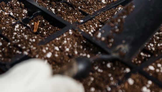 Perlitas: el secreto para un jardín perfecto