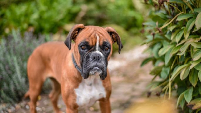 ¿Los perros sienten temblores antes de que pasen?