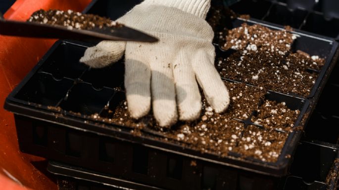 Perlitas: el secreto para un jardín perfecto