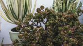 Foto ilustrativa de la nota titulada: Árbol de Jade: el secreto para una planta robusta