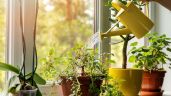 Foto ilustrativa de la nota titulada: Por qué cuidar de tus plantas te hace sentir tan bien 