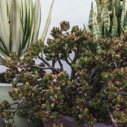 Árbol de Jade: el secreto para una planta robusta