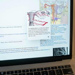 La importancia de la salud de los óvulos