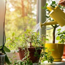 Por qué cuidar de tus plantas te hace sentir tan bien 