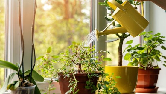 Por qué cuidar de tus plantas te hace sentir tan bien 
