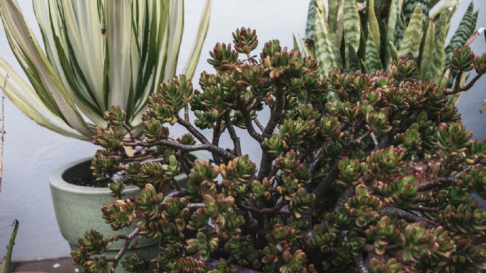 Árbol de Jade: el secreto para una planta robusta