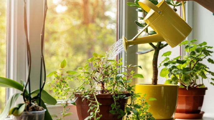 Por qué cuidar de tus plantas te hace sentir tan bien 