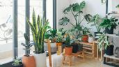 Foto ilustrativa de la nota titulada: Plantas de interior: cómo cuidarlas de la calefacción
