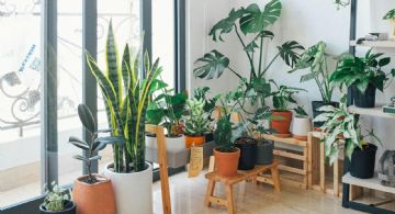 Plantas de interior: cómo cuidarlas de la calefacción