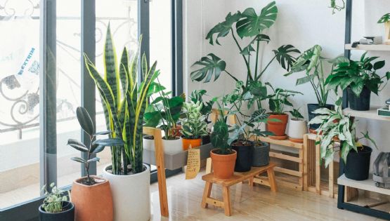 Plantas de interior: cómo cuidarlas de la calefacción