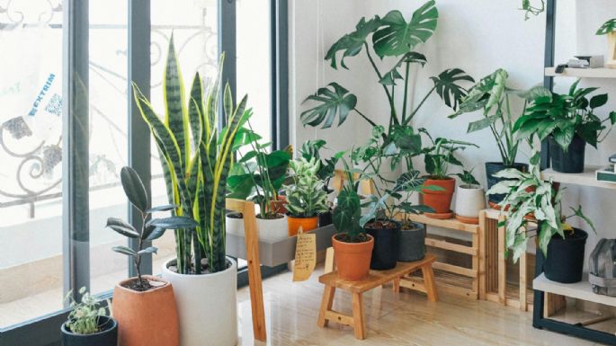 Plantas de interior: cómo cuidarlas de la calefacción