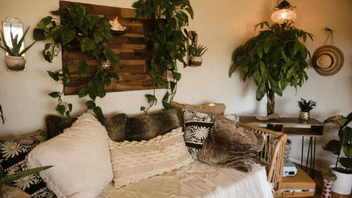 Plantas de interior: cómo cuidarlas de la calefacción