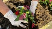 Foto ilustrativa de la nota titulada: El abono rico en nitrógeno que impulsará a tu jardín