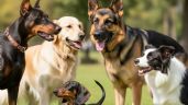 Foto ilustrativa de la nota titulada: Cuáles son las cinco razas de perros más inteligentes