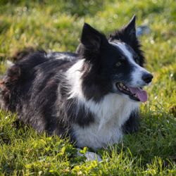 Una pastilla experimental promete alargar la vida de tu perro 