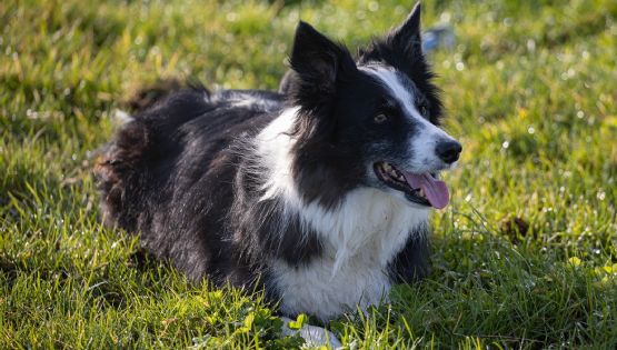 Una pastilla experimental promete alargar la vida de tu perro 