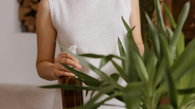 Caseros y naturales: tres fertilizantes líquidos para el jardín