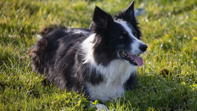 Una pastilla experimental promete alargar la vida de tu perro 
