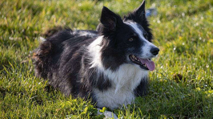 Una pastilla experimental promete alargar la vida de tu perro 