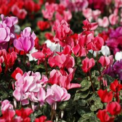 5 plantas tóxicas para las mascotas y los niños pequeños