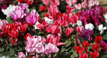 5 plantas tóxicas para las mascotas y los niños pequeños