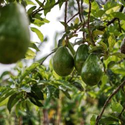 Consejos clave para cultivar paltas o aguacates con éxito en tu jardín