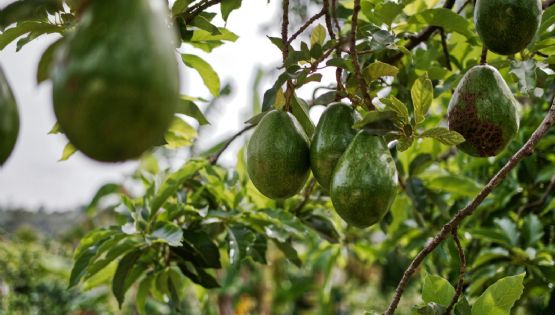 Consejos clave para cultivar paltas o aguacates con éxito en tu jardín