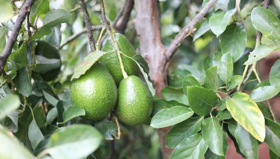 Obtén paltas XXL con estos sencillos trucos