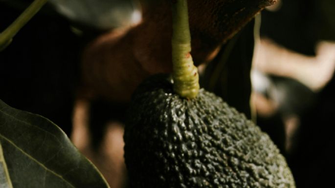 Consejos clave para cultivar paltas o aguacates con éxito en tu jardín