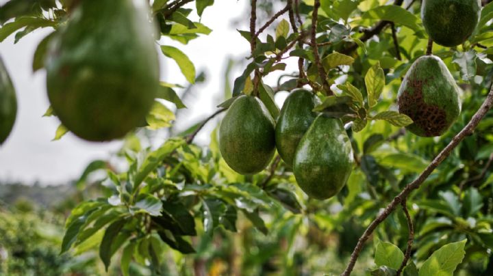 Consejos clave para cultivar paltas o aguacates con éxito en tu jardín