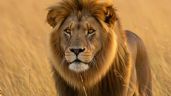 Foto ilustrativa de la nota titulada: "Típico de Leo": la característica que todos los leoninos tienen