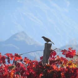 ¿Vuelve el frío? Así va a estar el tiempo este miércoles en Mendoza